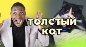 Толстый кот!