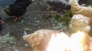 петух потерял хвост          рекомендовано вам