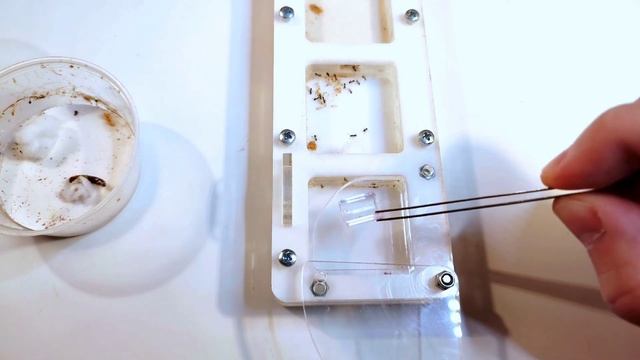 Как ухаживать за муравьями • Lasius niger
