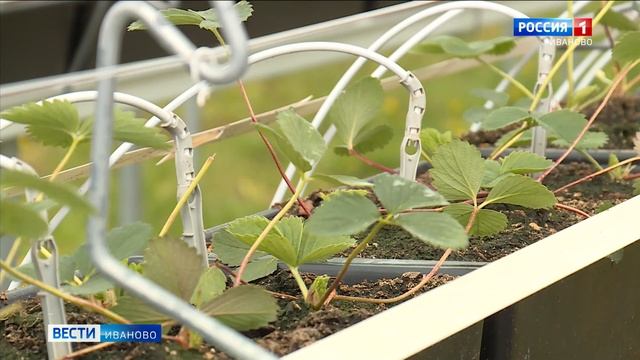 "Шуйская ягода" расширяет посадочные площади смотреть онлайн