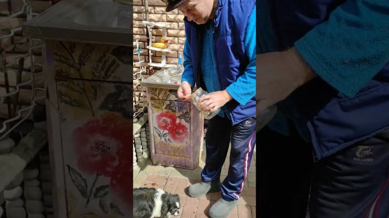 собачка всеядная