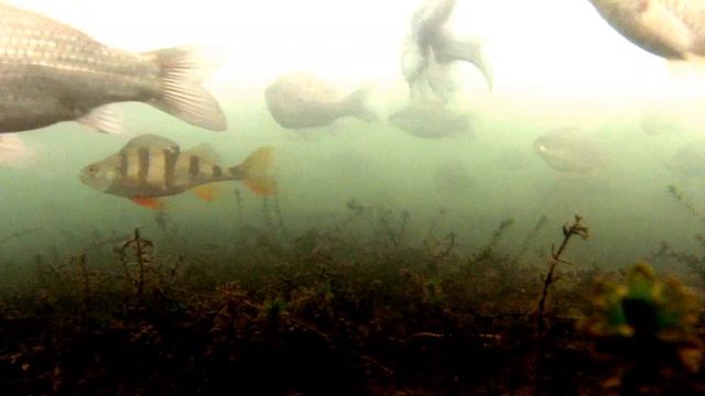 Стая карасей ЗИМА!!!2016 смотреть онлайн