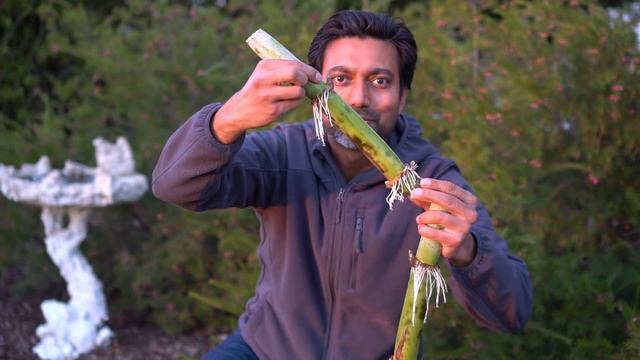 Easiest Way to Grow Sugarcane