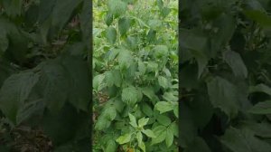 Ремонтантные сорт малины Полана