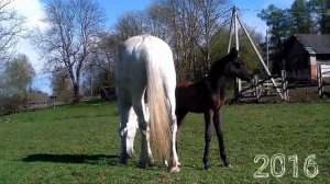 Краткая история одного жеребеночка от рождения до базовой выездки.