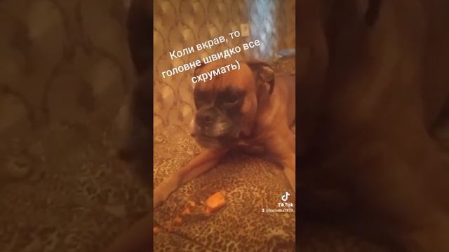 Два правила хвостатих: украв -тікай, доганяють штефкай швиденько))) #2023 #гуморукраїнською #смішн смотреть онлайн