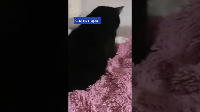 Всем спокойной ночи #спатьпора #люблюкотиков #сладкийкот  #домашниеживотные #кот #котхулиган