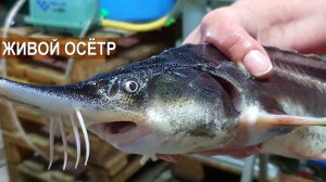 Разведение осетра в УЗВ. Акваферма Живой осетр. Рассказ о хозяйстве