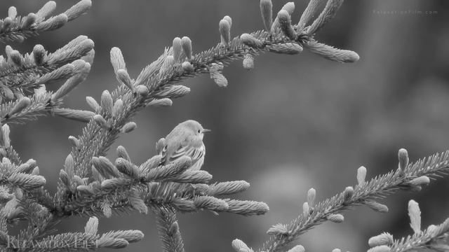 05. З. Миркина. Озеро Сариклен. Часть пятая. Окончание. смотреть онлайн