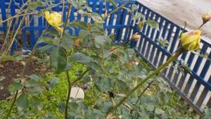 Роза Мулинекс ( Молинью) Остинка, спать не хочет ложится- совсем,а уже Зима 8.12.21год