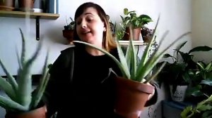 🌵ALOE VERA : Toutes ces questions qui reviennent | PLANTES SUCCULENTES