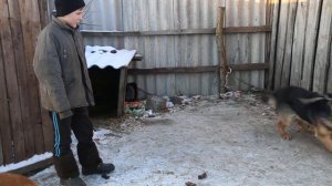 Овчарка по кличке Риф