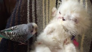 белый персидский котенок играет с попугаем