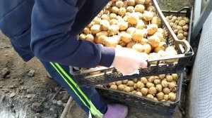 Посадка ранней картошки в теплице 2023 года