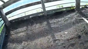 Сею горчицу в теплице после помидоров.