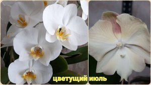 Цветущий июль 2024 💚 Мои орхидеи фаленопсисы