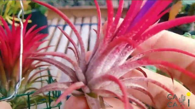 Tillandsia Ionantha Ball Air Plant смотреть онлайн