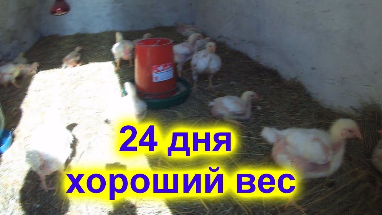ХОРОШИЙ ВЕС !!!!!  Бройлерам 24 дня !!!! Чем пою?  Что делать дальше?