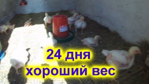 ХОРОШИЙ ВЕС !!!!!  Бройлерам 24 дня !!!! Чем пою?  Что делать дальше?