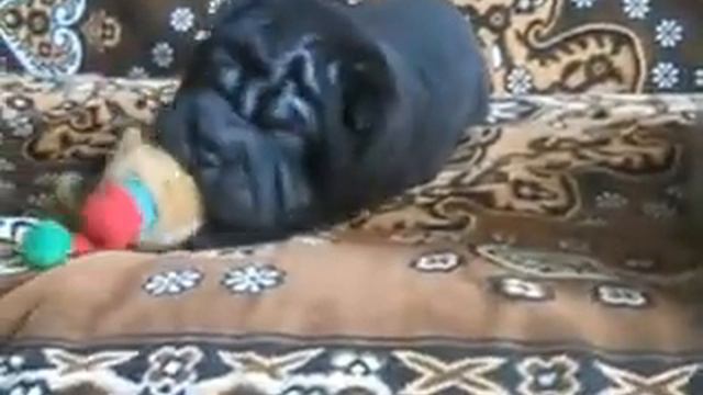 Sharpei & Bearcoat Sharpei puppies смотреть онлайн