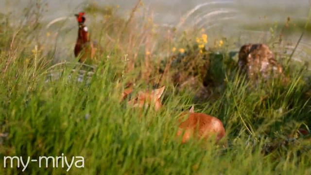 Фазан и лисята. смотреть онлайн