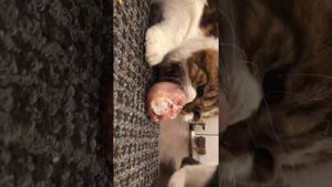 Кот украл мясо и рычит)) шотландский кот, который любит поесть)))
