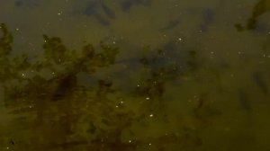 Рыбы в реке Усманка.