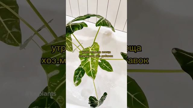 Обработка от клеща Алоказия Мишольца #ароидные #клещ #комнатныерастения