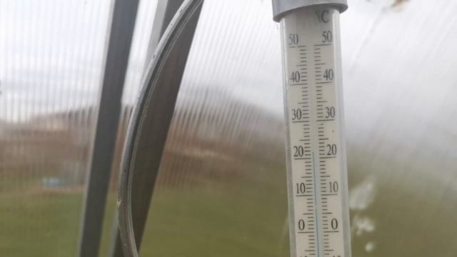 Базилик в теплице: мой опыт выращивания? смотреть онлайн