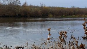 Рыбалка на судака кастинговой сетью