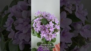 Июнь. Студия Кухня Фиалки .  АВ-Озерная Фея, ЕК-Тайга, АВ-Эталон, НК-Модная Весна м др