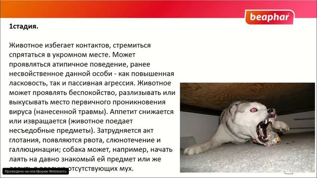 Бешенство смотреть онлайн