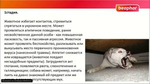 Бешенство