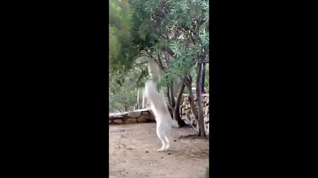 funny dogs 53#Shorts