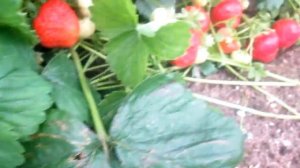 Сорт поздней клубники - Флоренция .