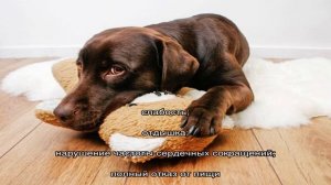 Парвовирусный энтерит у собак