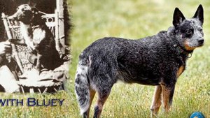 СОБАКИ-РЕКОРДСМЕНЫ | САМЫЕ УНИКАЛЬНЫЕ СОБАКИ В МИРЕ