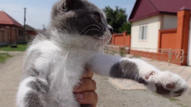 Брошенный ВИСЛОУХИЙ КОТЕНОК. Отчаянные. ХОДИТ ПО ДВОРАМ В ПОИСКАХ ЕДЫ. смотреть онлайн