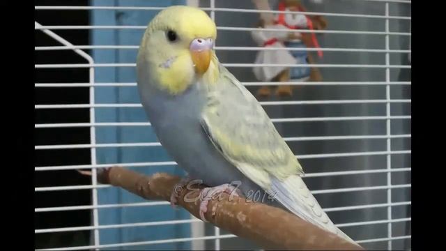 Малыши волнистого попугая смотреть онлайн