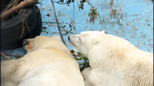 Медвежьи ласки смотреть онлайн
