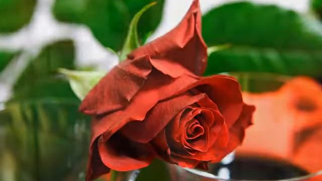 С Днем Рождения,Оля смотреть онлайн