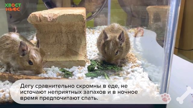 Все о грызуне дегу (чилийская белка)