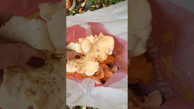 Грибы в Норвегии#норвегия#грибы#лес#подосиновики#лисички#белыйгриб#подберёзовики#рыжики#шортс#reels смотреть онлайн