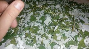 Малина, лист малины, купить.