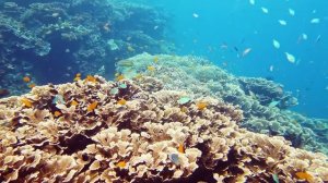chanting Creatures of the Ocean 8K VIDEO ULTRA HD