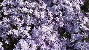 Флокс шиловидный Эмеральд Блю. Голубой .