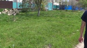 Как красиво цветёт сирень. Гостагаевская