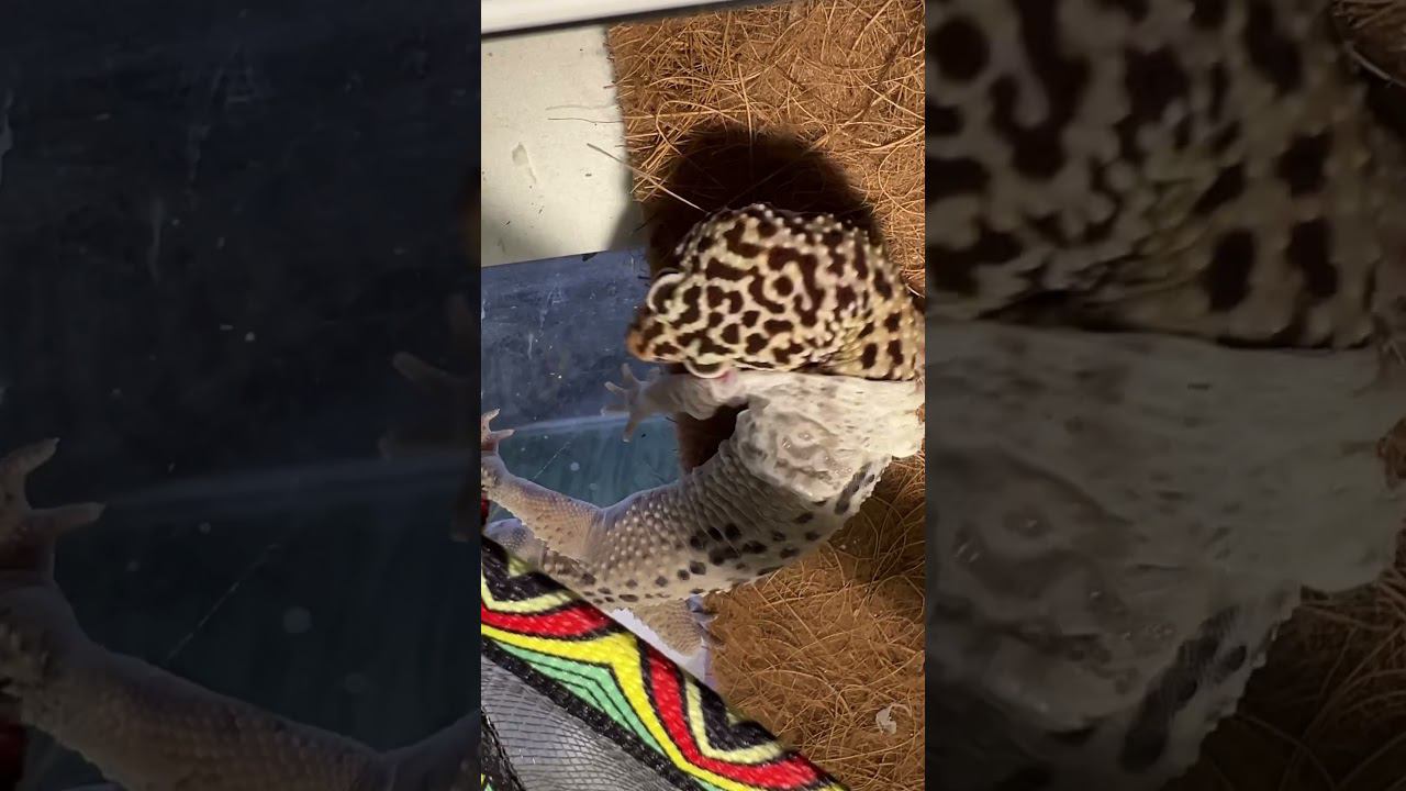 Распаковка! #москва #shortvideo #zoolife #экзотика #zoo #зверьёмоё #эублефар #распаковка #линька