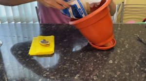 Как вырастить манго из косточки в домашних условиях