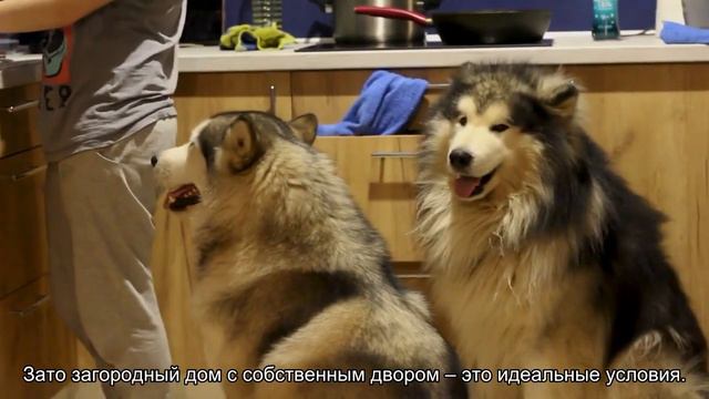 Сенбернар смотреть онлайн